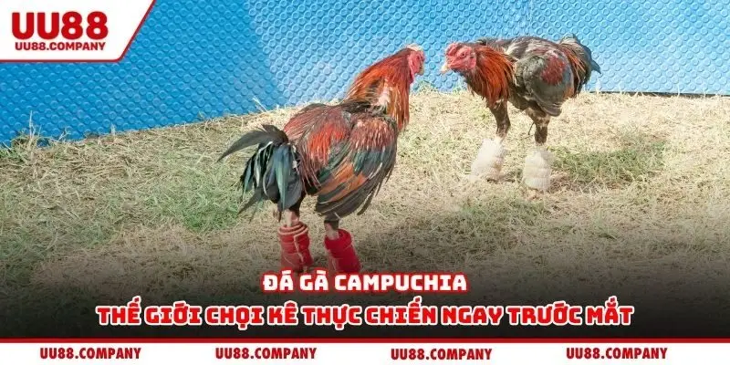 Đá gà Campuchia – Thế giới chọi kê thực chiến ngay trước mắt
