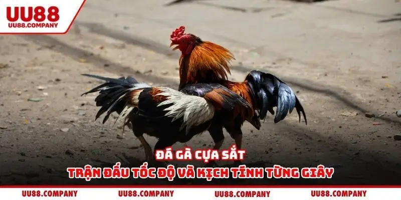 Đá gà cựa sắt – Trận đấu tốc độ và kịch tính từng giây