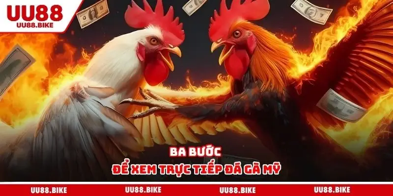 Ba bước để xem trực tiếp đá gà Mỹ